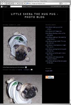 Sheba the Hug Pug's photo blog