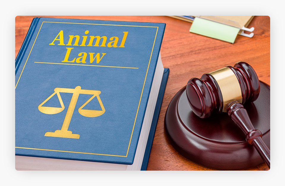 Animal Law Book Next to a Judge Gavel